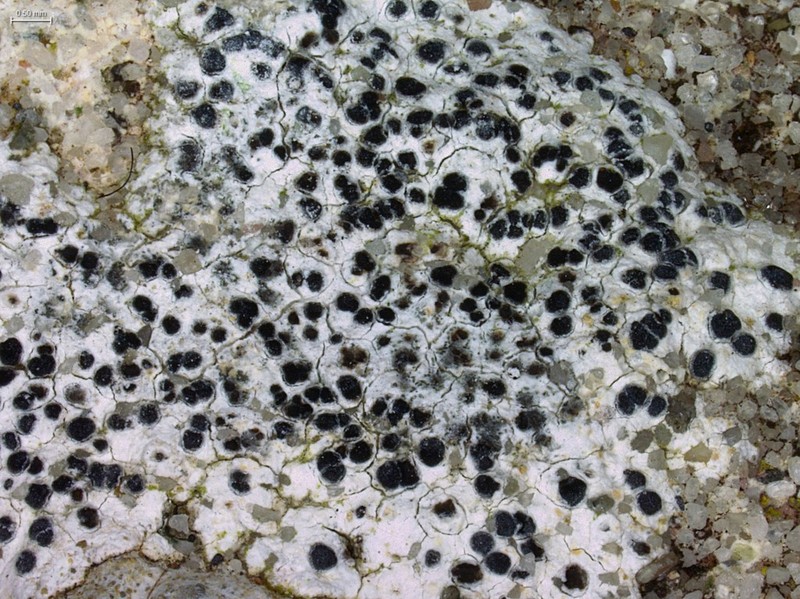 Lecanora Disc Lichen photo 3