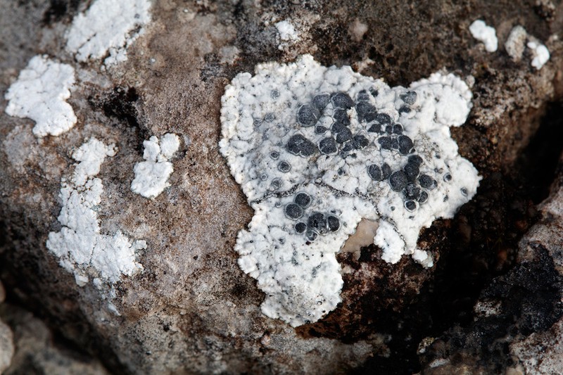 Lecanora Disc Lichen photo 5