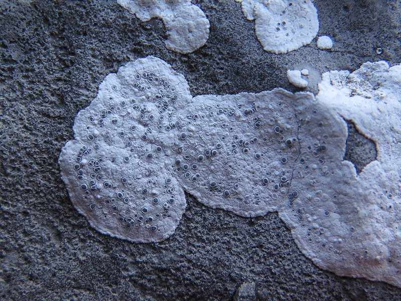 Lecanora Disc Lichen photo 6