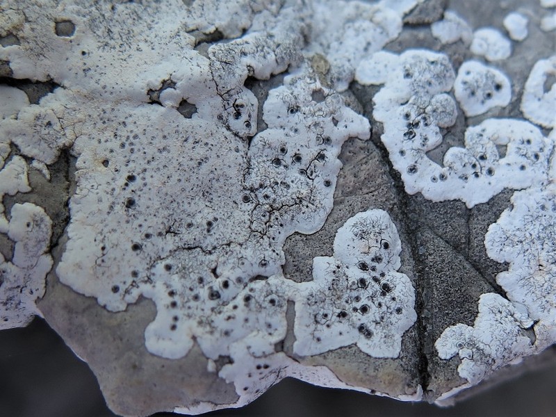 Lecanora Disc Lichen photo 8