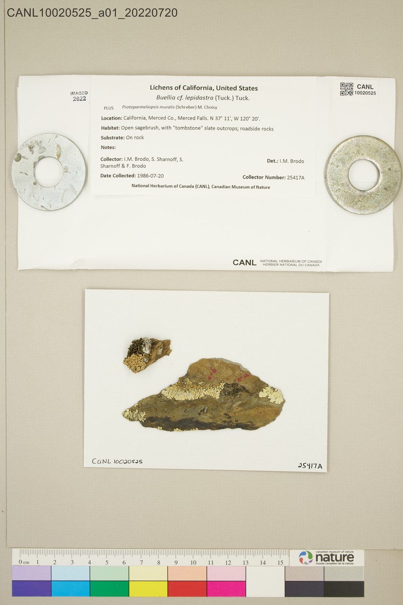 Disc Lichen
