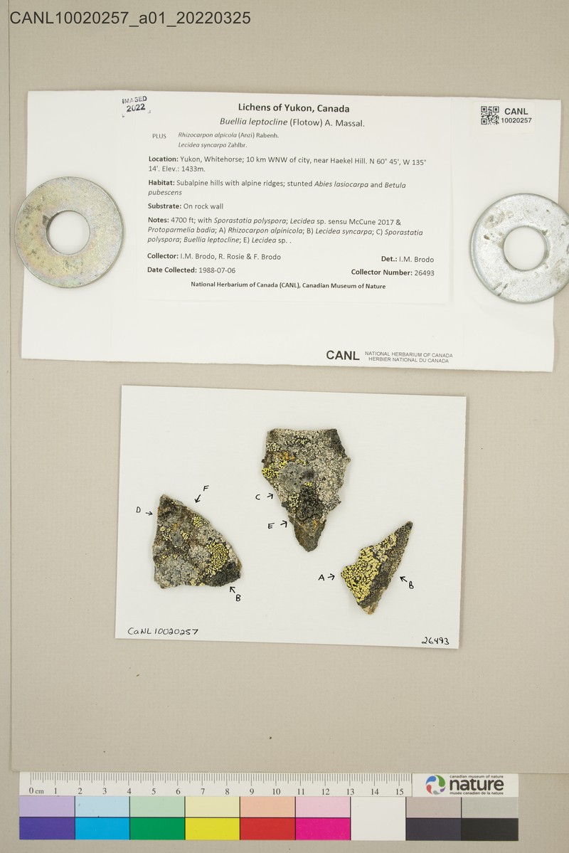 Disc Lichen