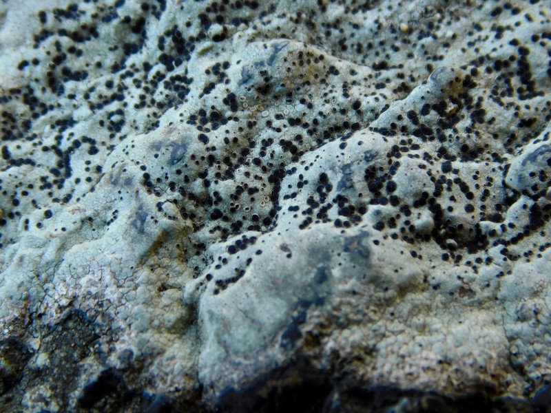 Disc Lichen
