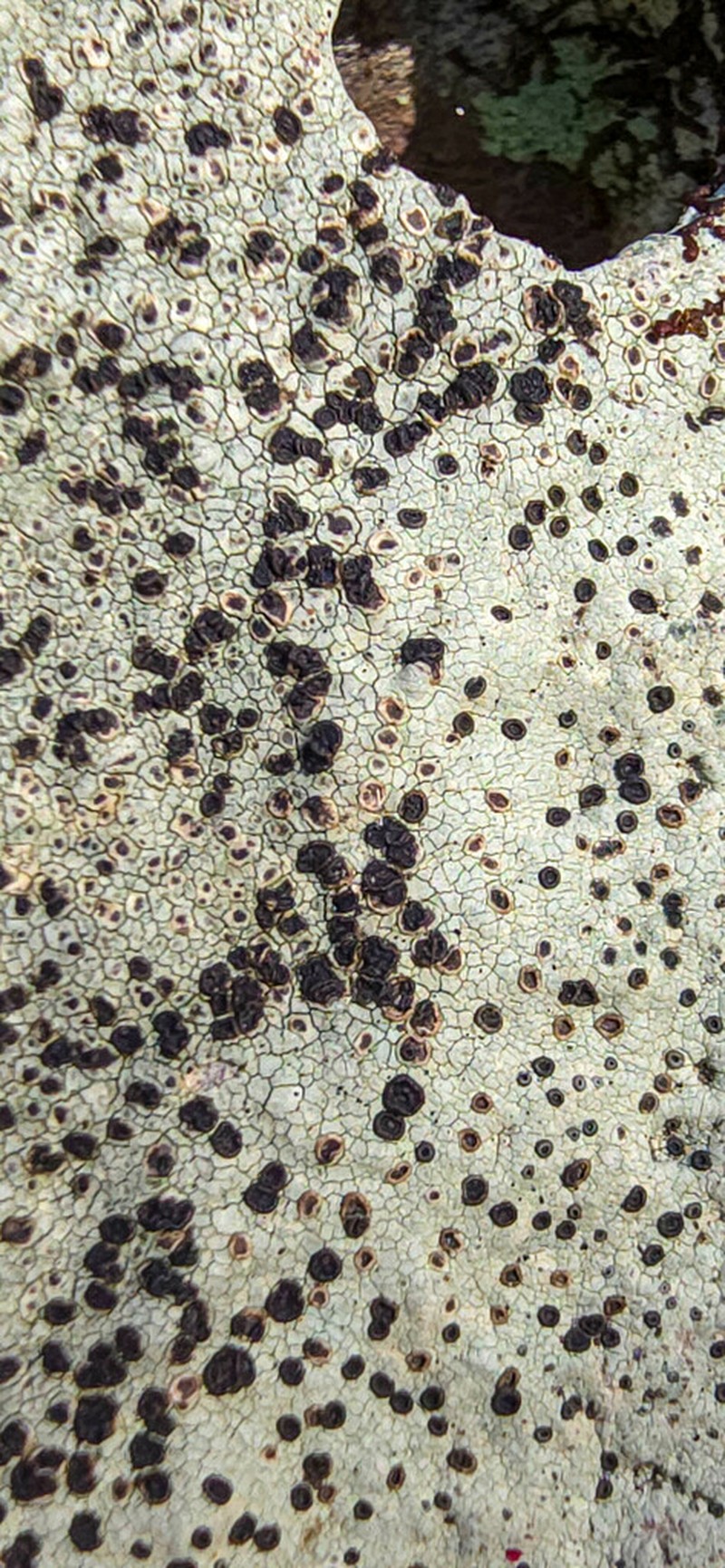 Disc Lichen photo 2