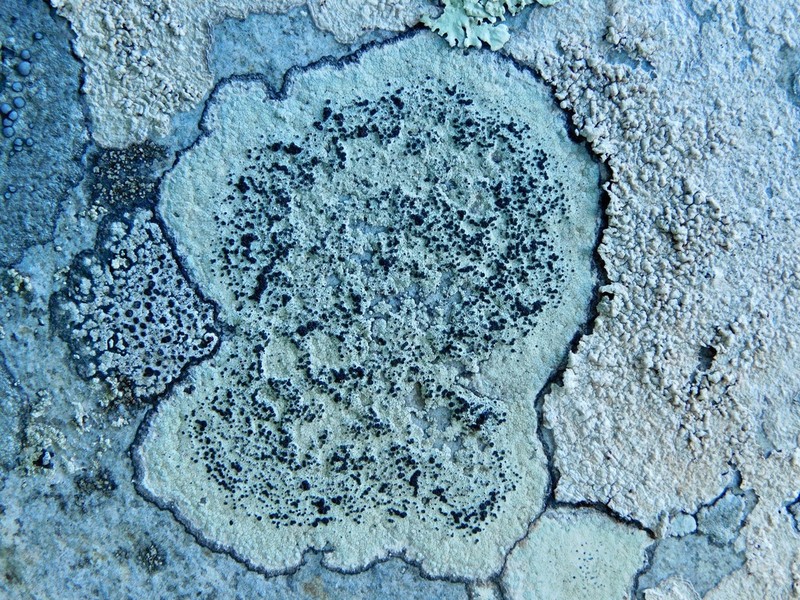 Disc Lichen photo 3