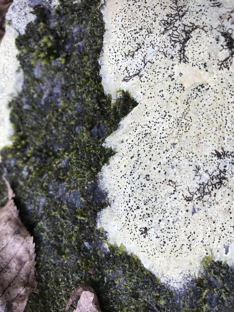 Disc Lichen photo 4