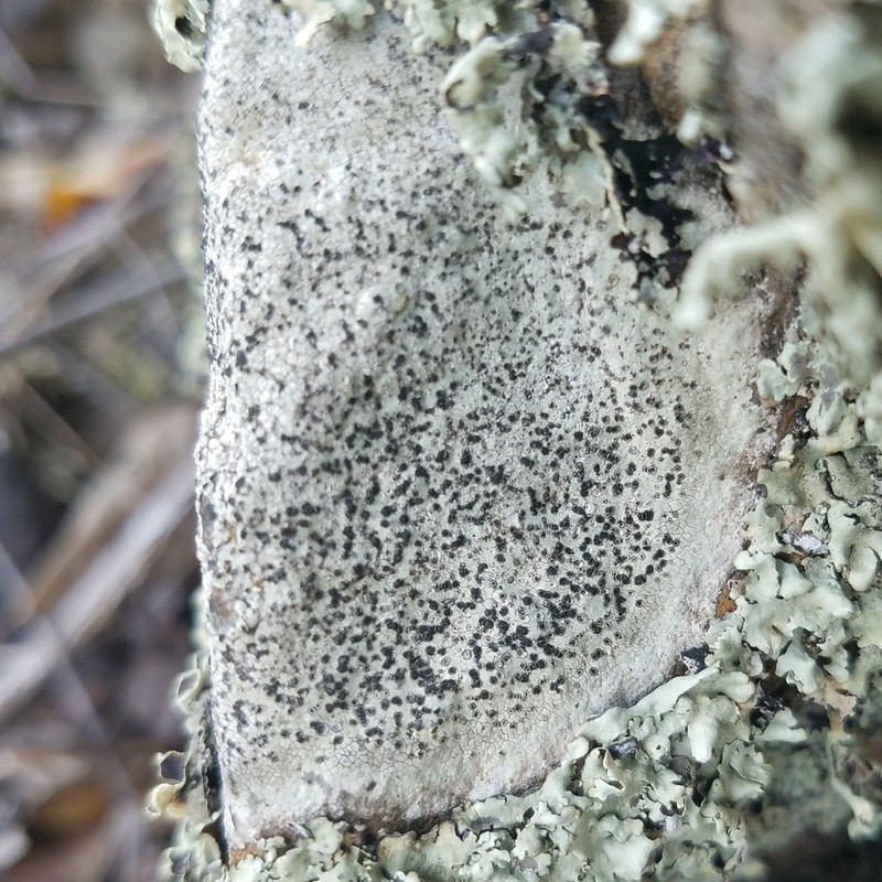 Disc Lichen photo 5