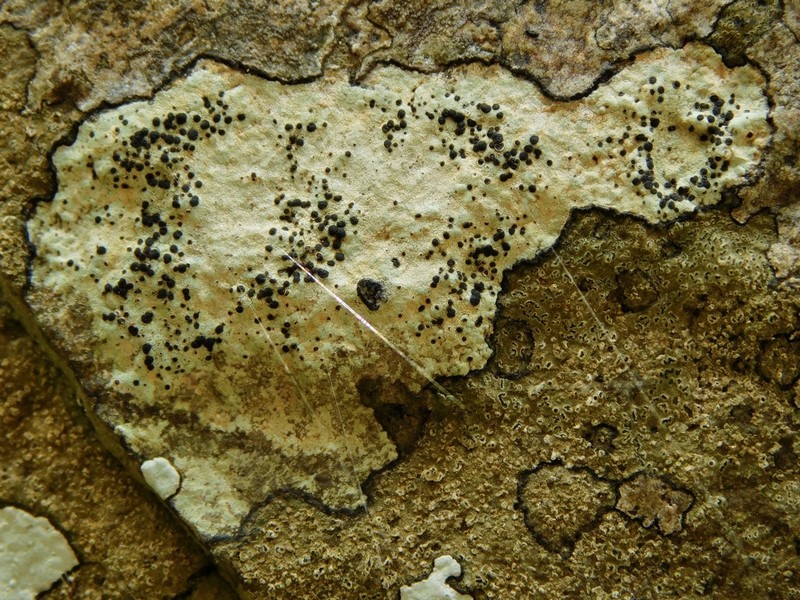 Disc Lichen photo 6