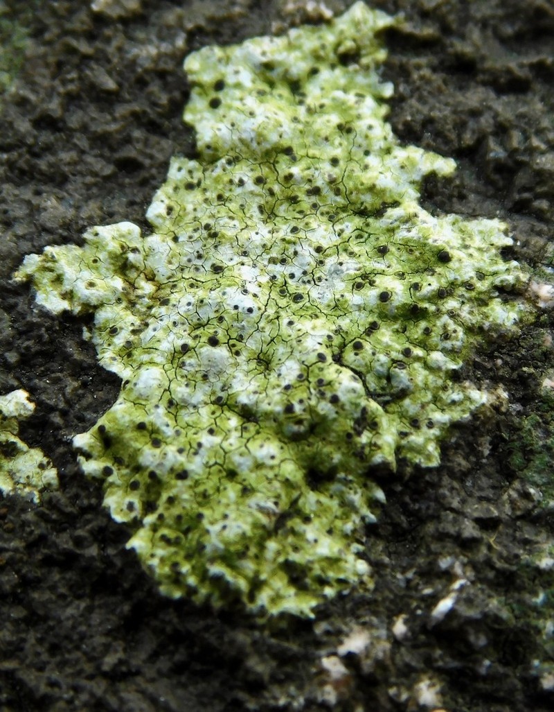 Disc Lichen photo 7