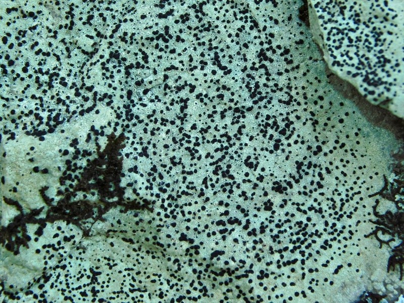 Disc Lichen photo 8