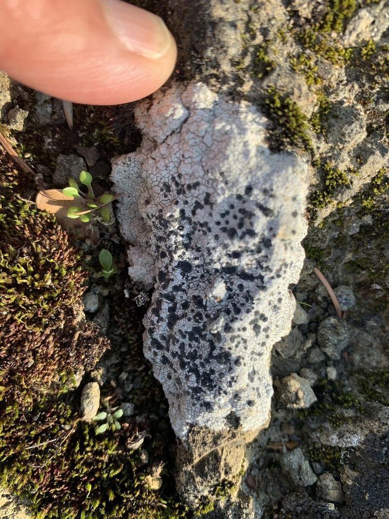 Seaside Disc Lichen