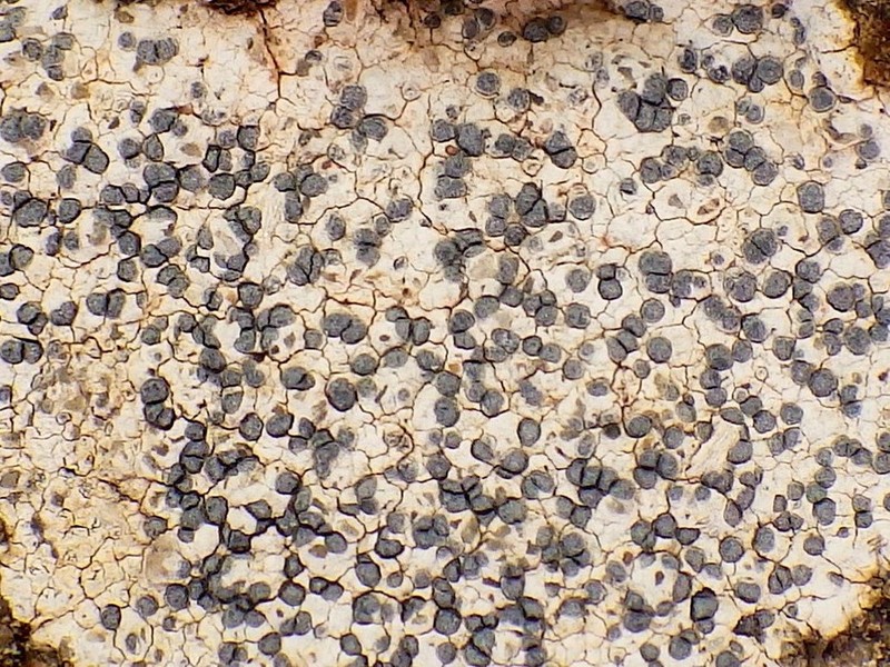 Seaside Disc Lichen photo 2