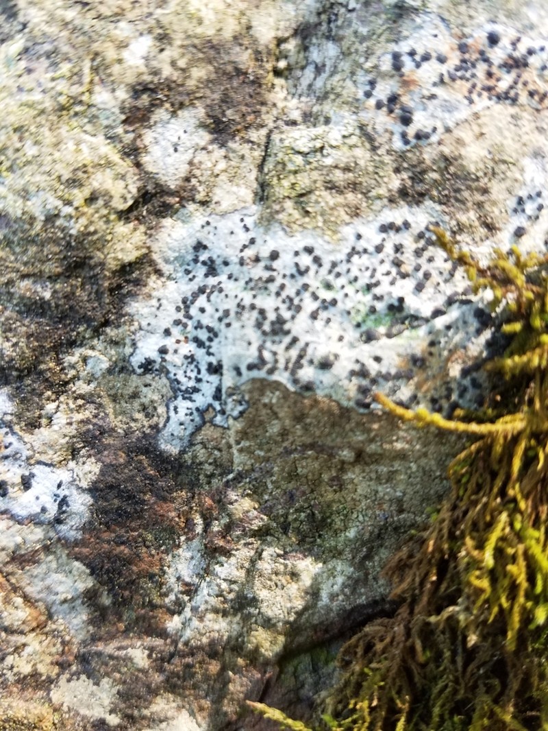 Seaside Disc Lichen photo 3