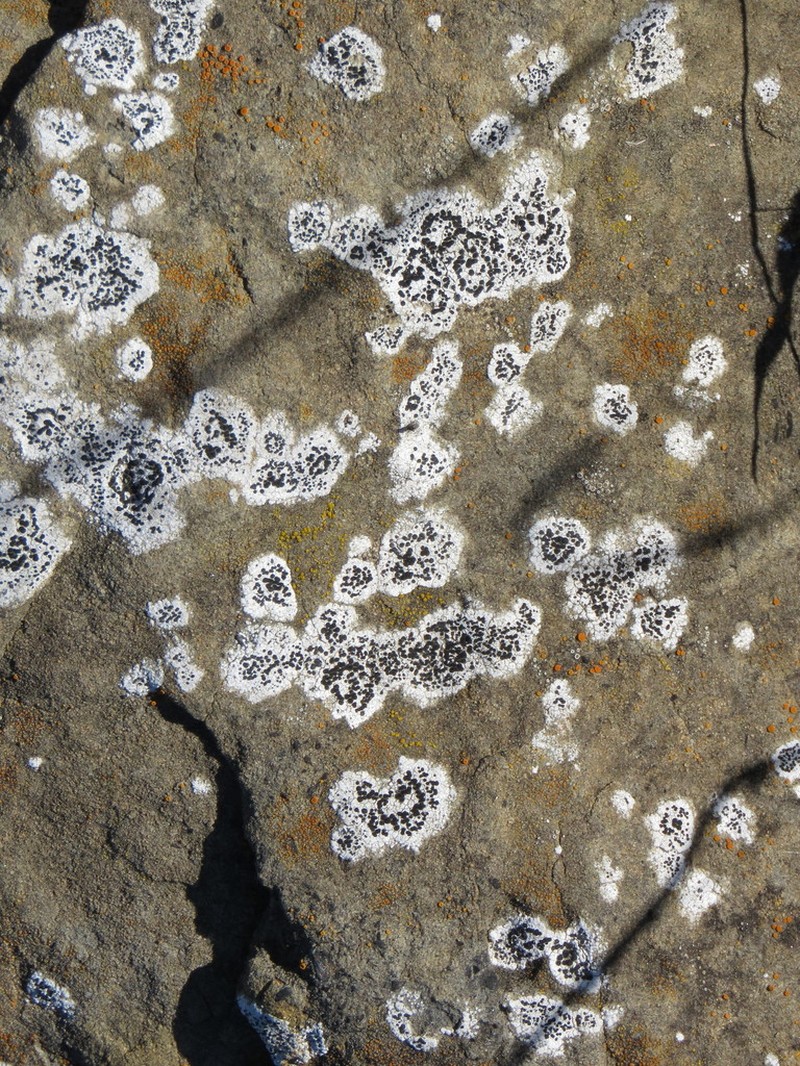 Seaside Disc Lichen photo 4