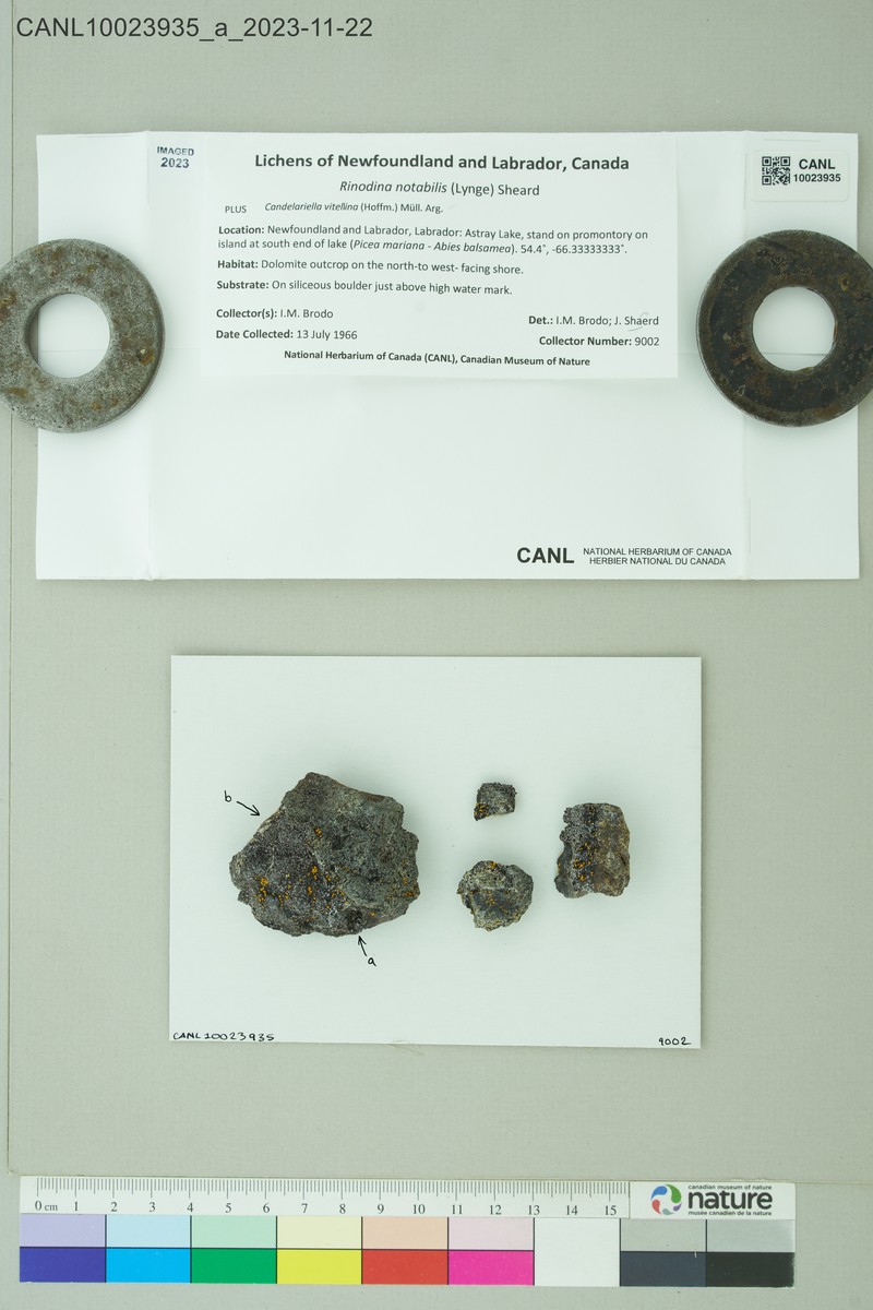 Disc Lichen