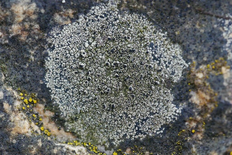 Disc Lichen