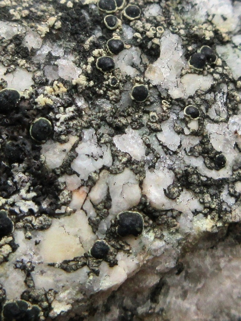 Disc Lichen photo 2