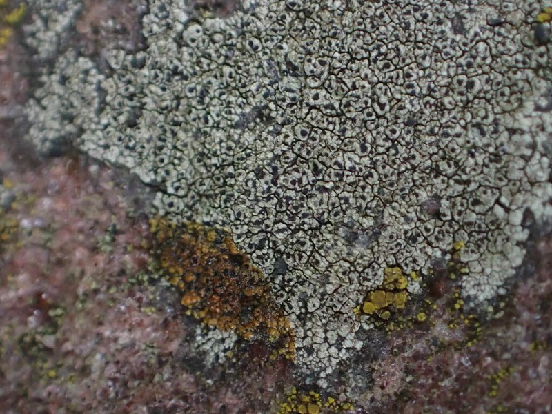 Disc Lichen photo 3
