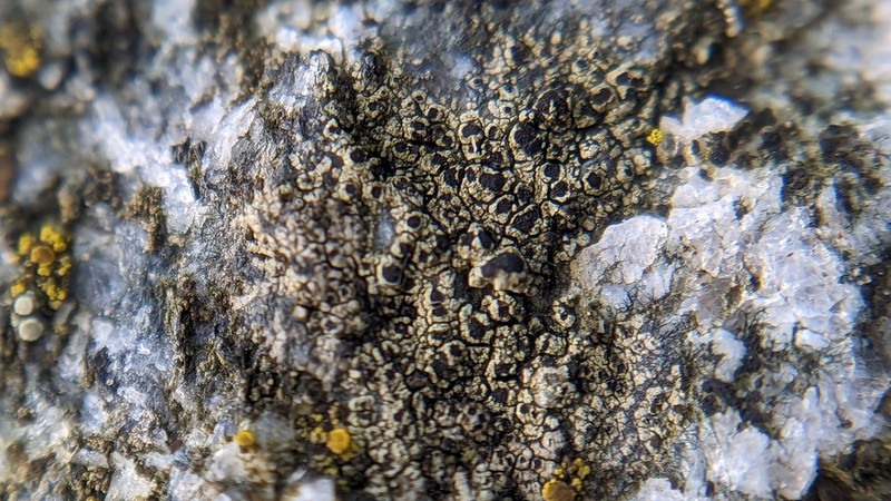 Disc Lichen photo 4