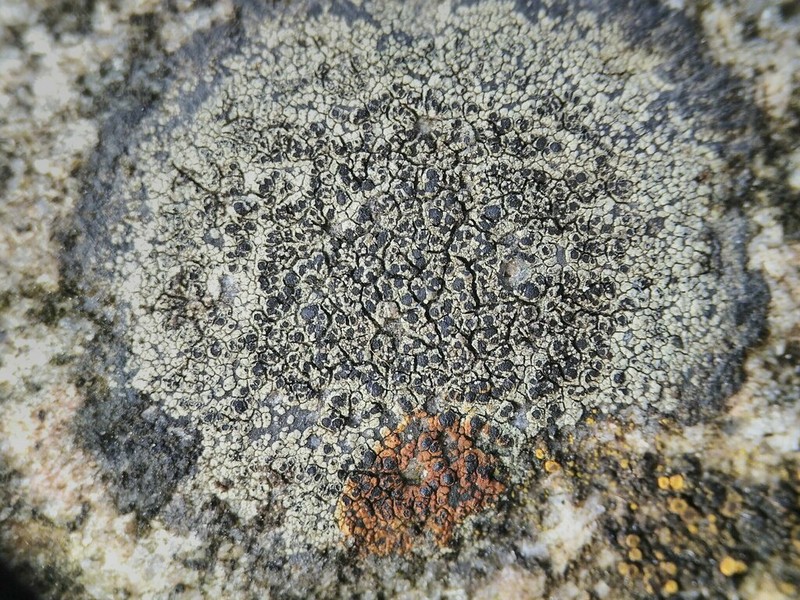 Disc Lichen photo 5