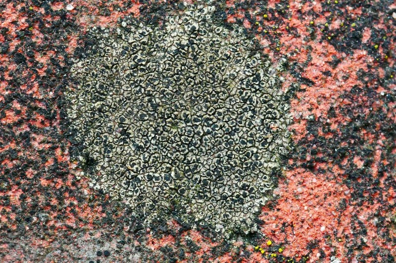 Disc Lichen photo 6
