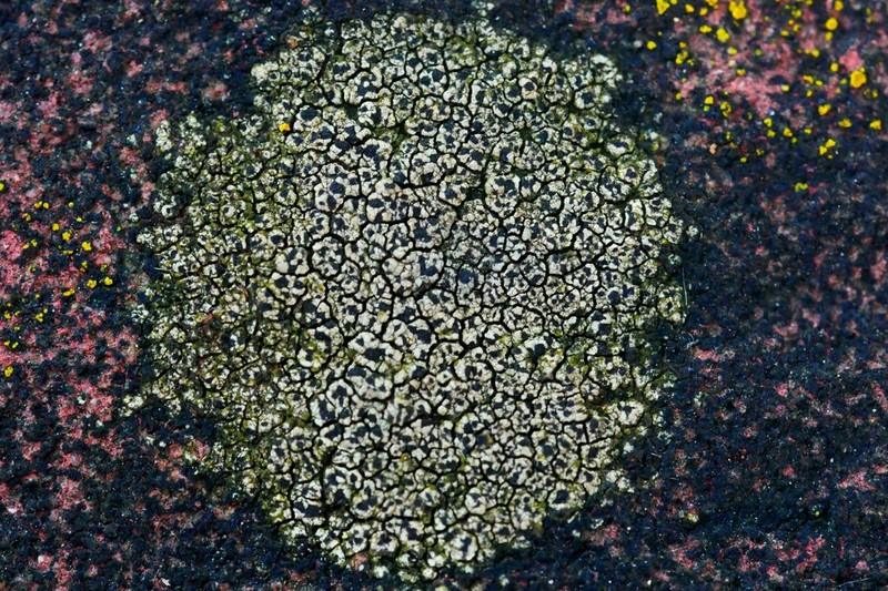 Disc Lichen photo 7