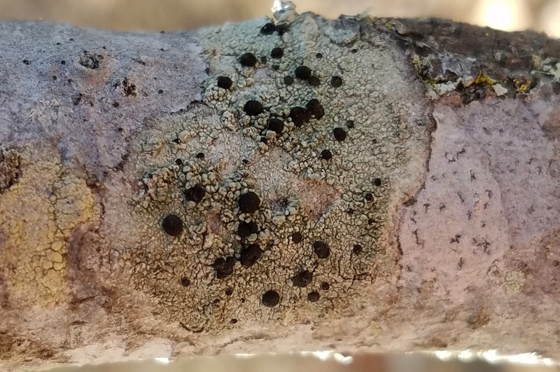 Disc Lichen photo 2