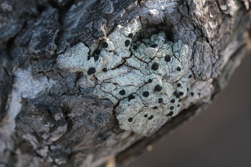 Disc Lichen photo 3