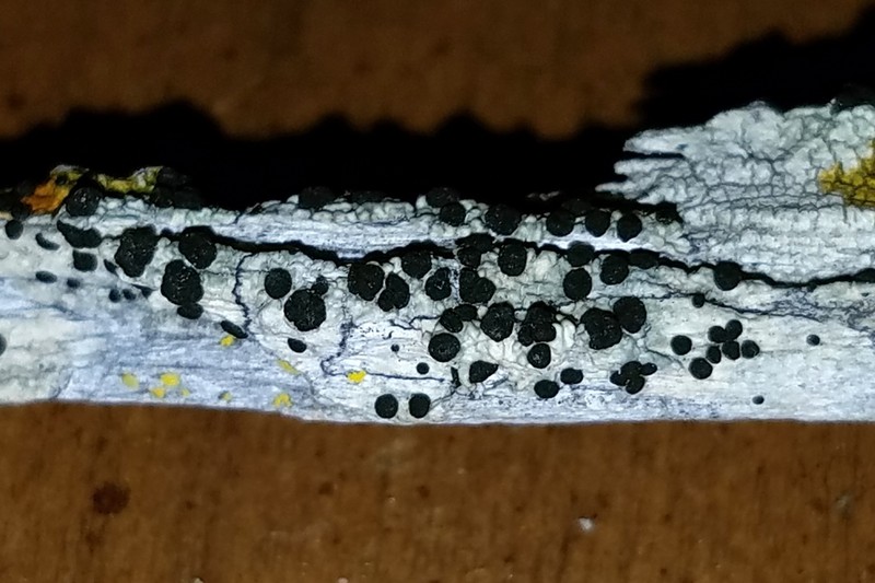 Disc Lichen photo 4