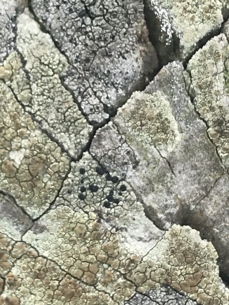 Disc Lichen photo 5