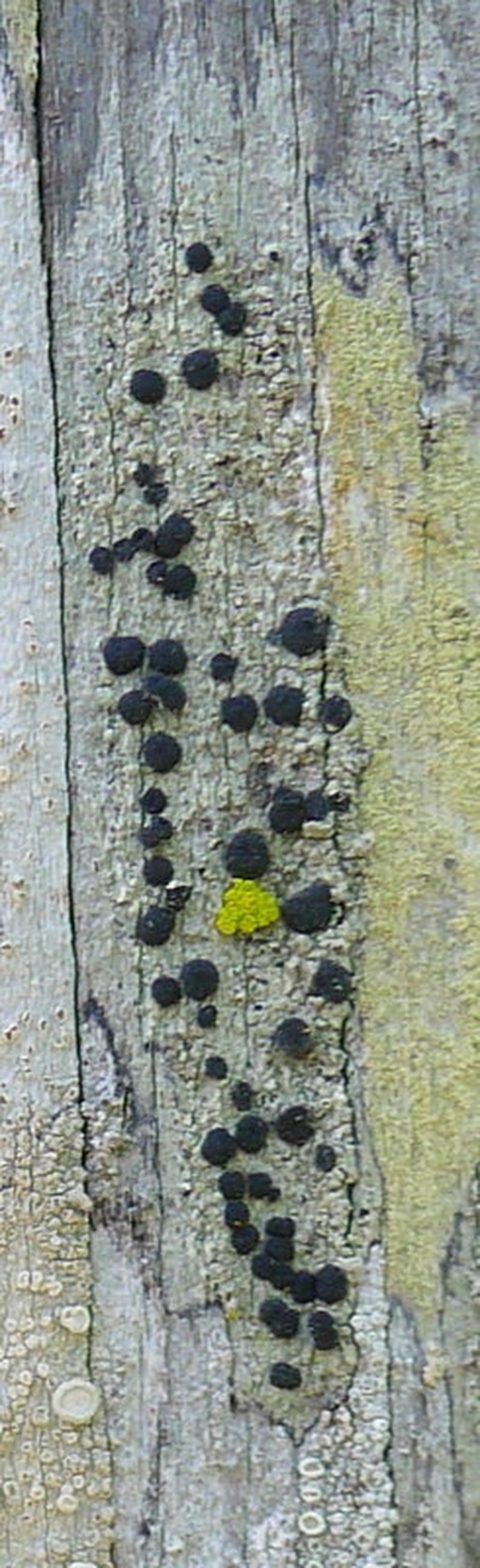 Disc Lichen photo 6