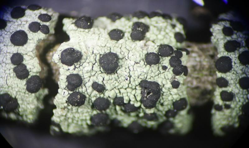 Disc Lichen photo 7