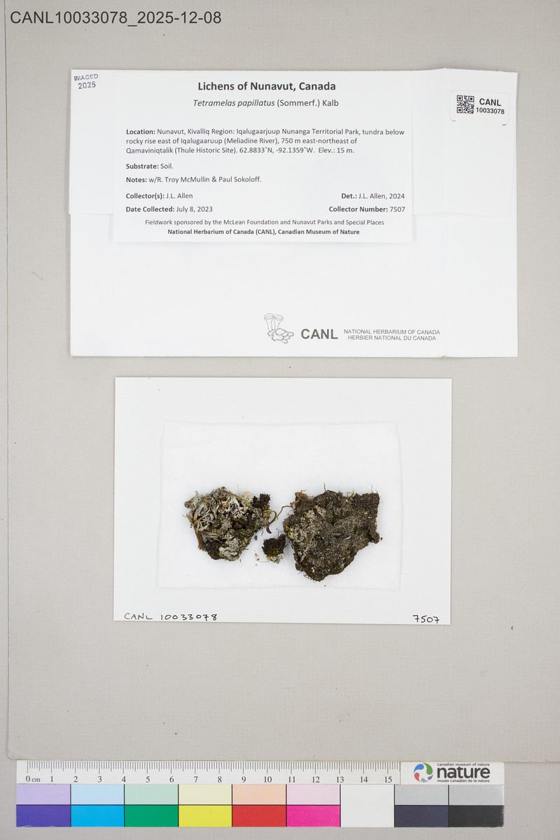 Disc Lichen photo 2