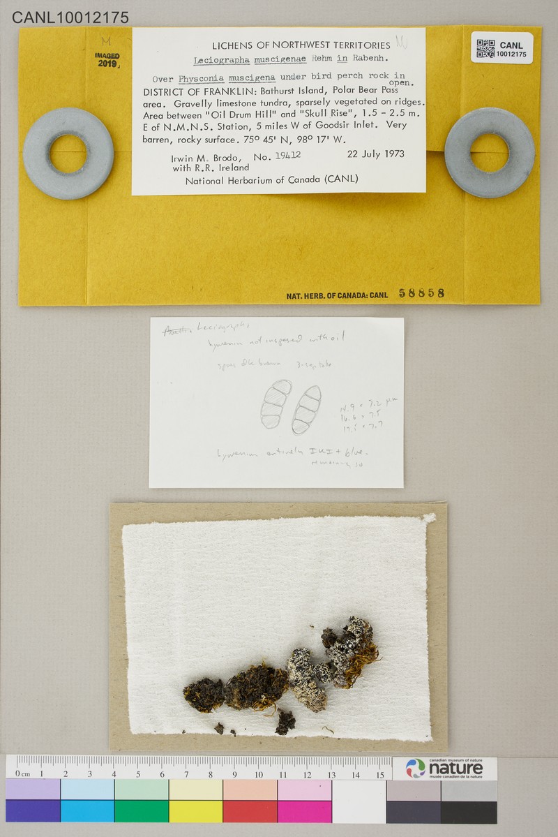 Disc Lichen