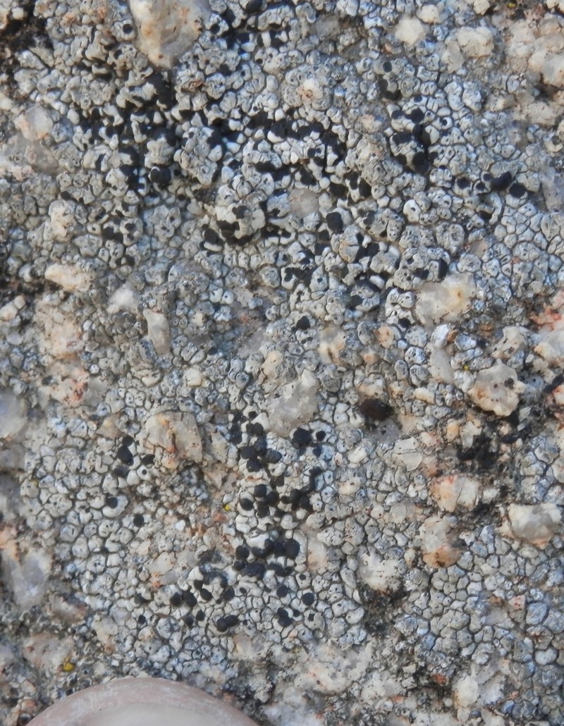 Disc Lichen