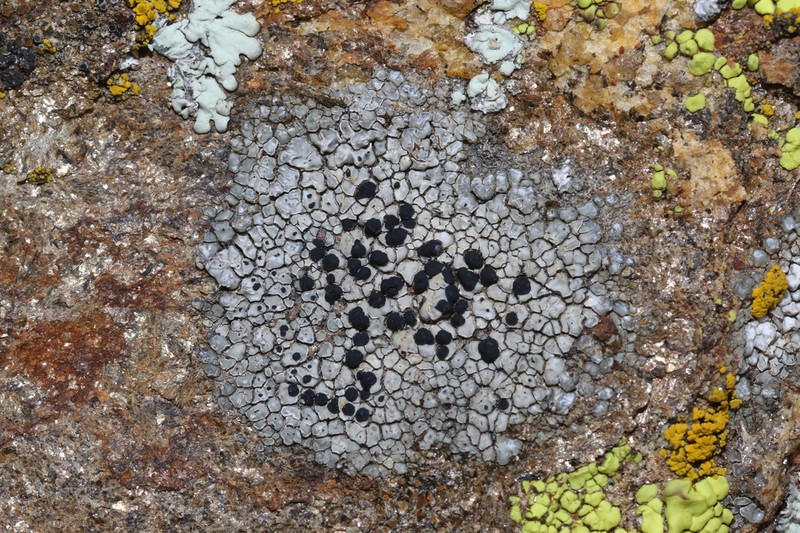 Disc Lichen photo 4