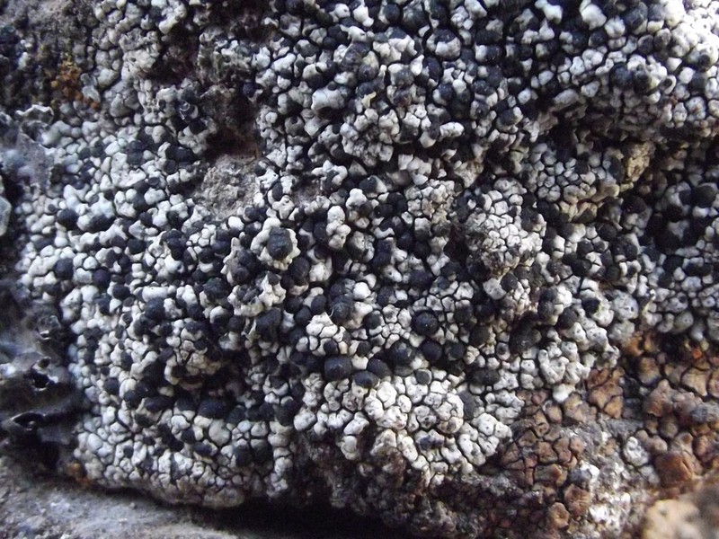 Disc Lichen photo 7