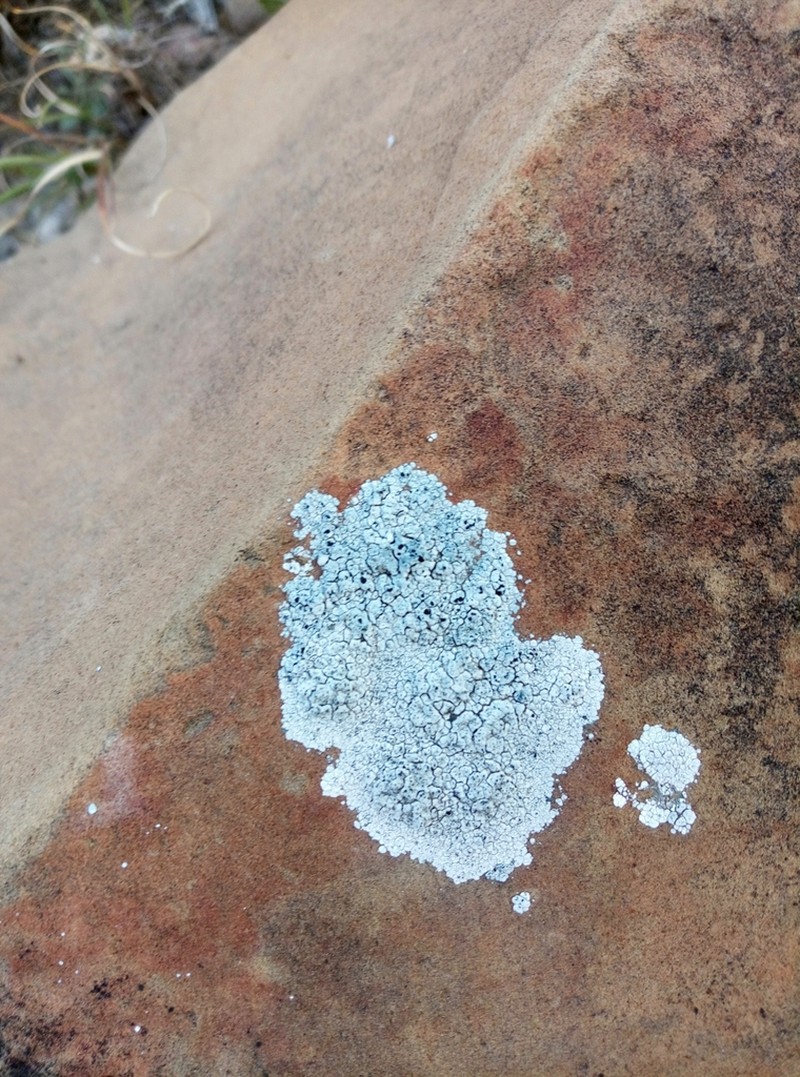 Disc Lichen photo 8