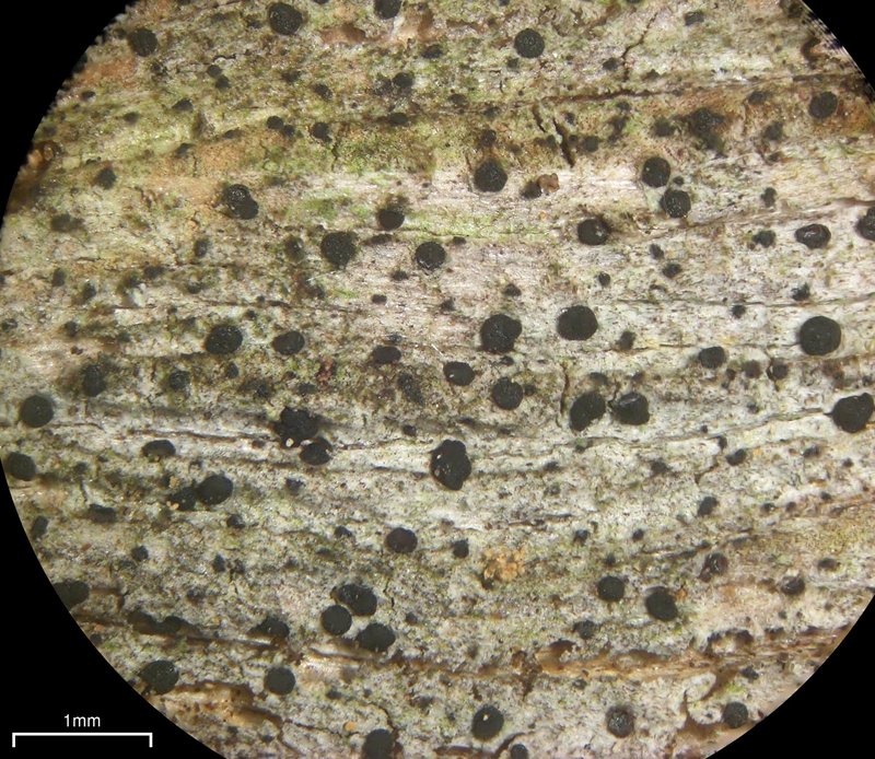 Schaerer's Disc Lichen