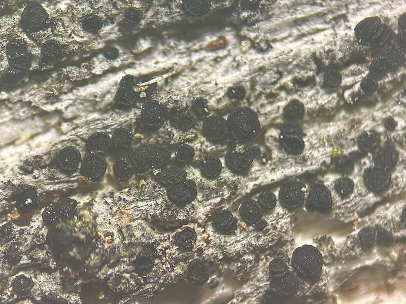 Schaerer's Disc Lichen photo 2