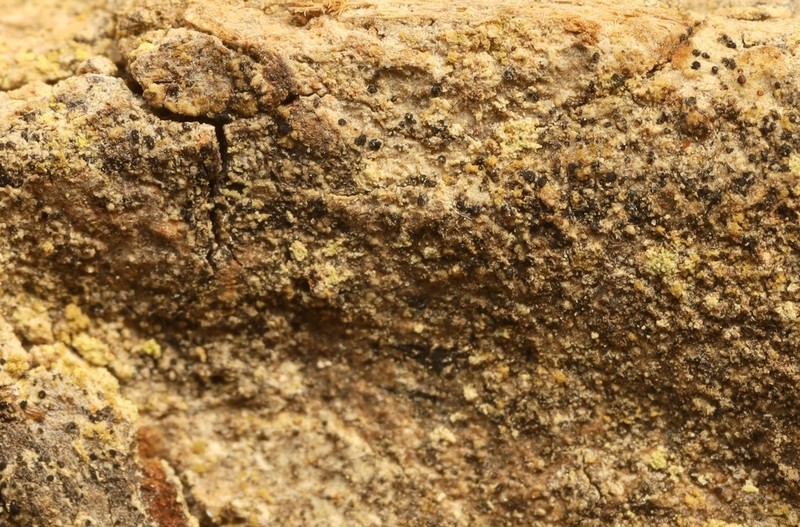 Schaerer's Disc Lichen photo 3