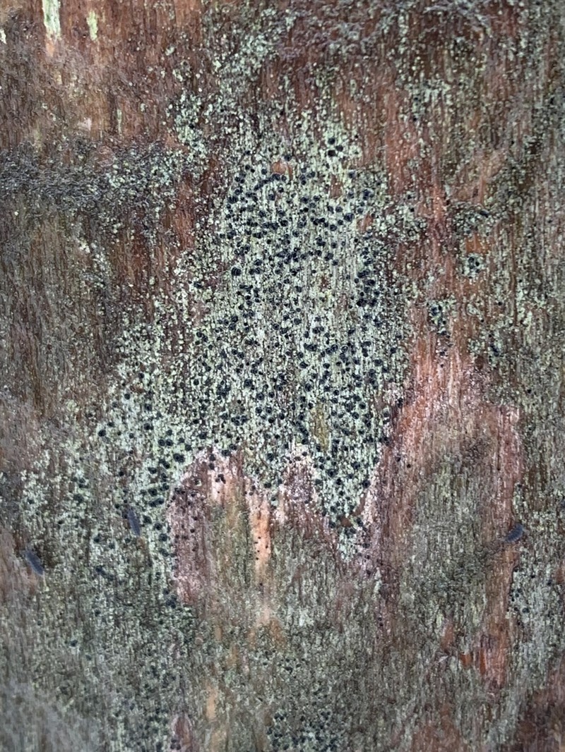 Schaerer's Disc Lichen photo 4