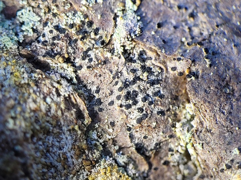 Schaerer's Disc Lichen photo 5