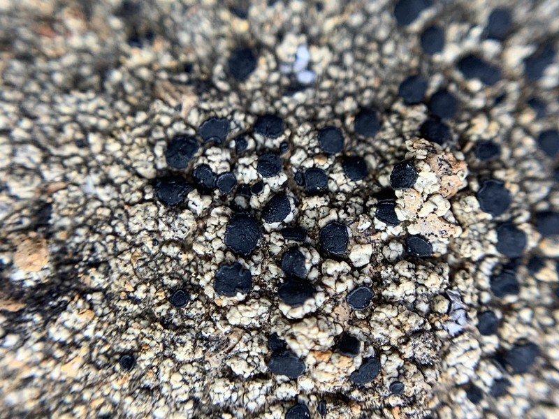 Disc Lichen