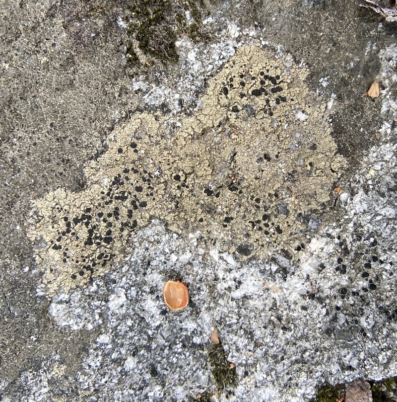 Disc Lichen photo 2