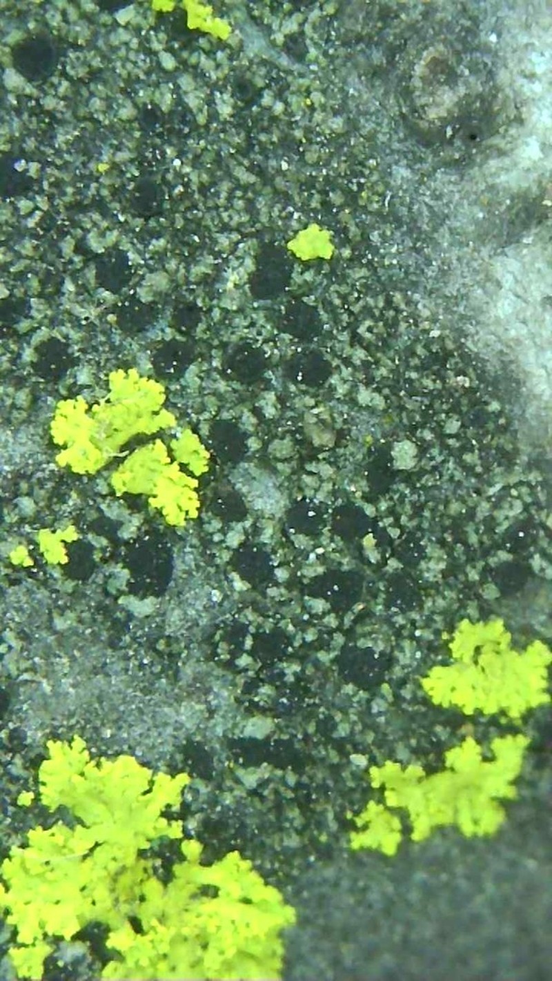 Disc Lichen photo 3
