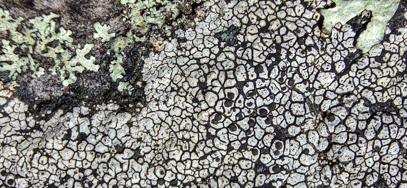 Disc Lichen photo 3