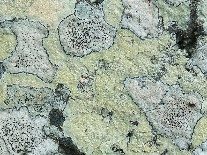 Disc Lichen photo 4