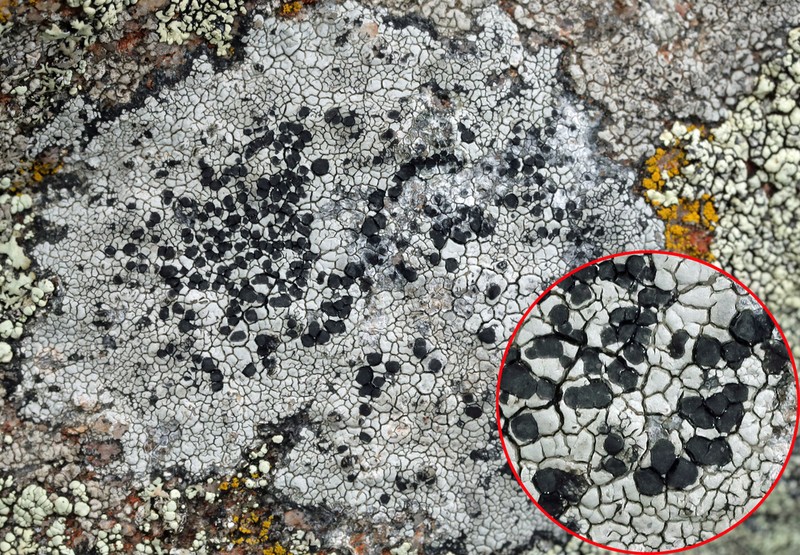 Disc Lichen photo 5