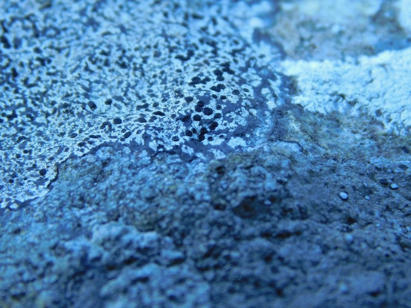 Disc Lichen photo 6
